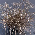 Dried Grass with Delicate White Blooms and Slender Wilted Stems in Outdoor Setting