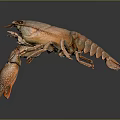 Orange Crayfish Aquatic Animal with Large Claws and Spotted Legs Isolated on Dark Background