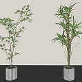 Bonsai Potted Plants with Slender Leaves and Bamboo Foliage in White Cylindrical Pots