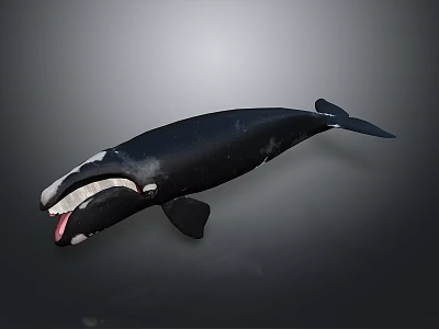 Marine Biologist Studying Black Sperm Whale With Open Mouth And Visible Tongue 3d model