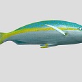 Yellow Snapper Marine Fish 3d model