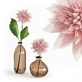 Elegant Soft Pink Dahlia with Layered Petals on White Background