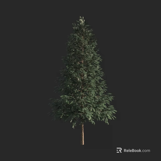 Tall Arbor With Dense Green Foliage And Straight Trunk Against Black 3d model 