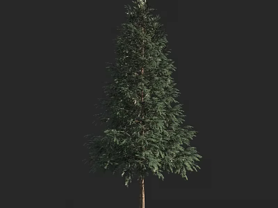 Tall Arbor With Dense Green Foliage And Straight Trunk Against Black 3d model