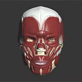 Human Head Muscle Anatomical Model Showing Detailed Facial Structures For Study