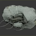 Trilobite Fossil Ancient Marine Creature Preserved in Stone Matrix with Spiny Appendages