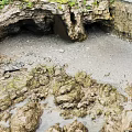 Rocky Coastal Terrain Featuring Cave Moss Covered Stone Walls Sandy Ground And Pebbles