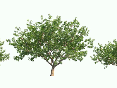 Tall Arbor With Lush Green Foliage And Sturdy Trunk In Natural Setting 3d model