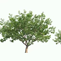 Tall Arbor With Lush Green Foliage And Sturdy Trunk In Natural Setting