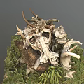 Modern Skeleton Dinosaur Skeleton 3d model