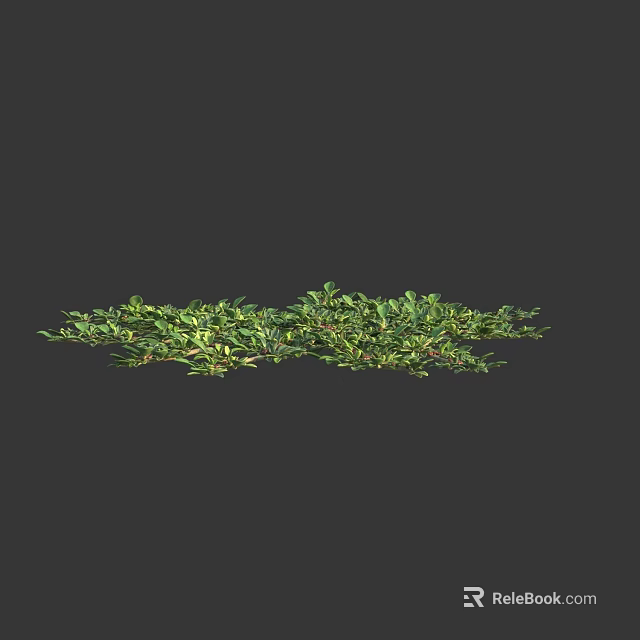 Bright Green Low Growing Herbs With Dense Leaves And Natural Spreading Growth On Dark Background 3d model 