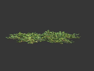 Bright Green Low Growing Herbs With Dense Leaves And Natural Spreading Growth On Dark Background 3d model