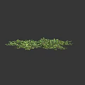 Bright Green Low Growing Herbs With Dense Leaves And Natural Spreading Growth On Dark Background