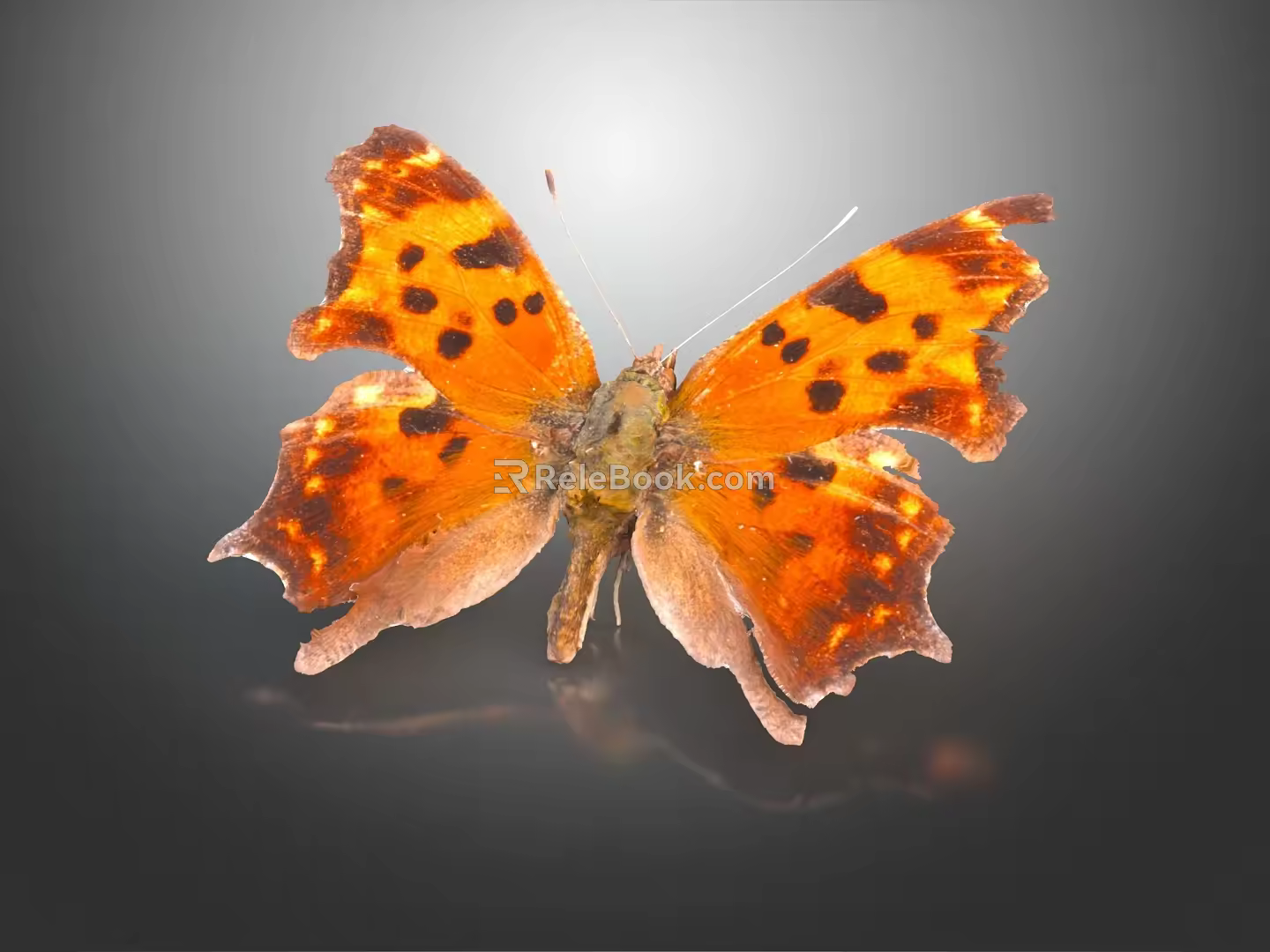 Modern Butterfly Moth Color Moth Color Butterfly 3d model