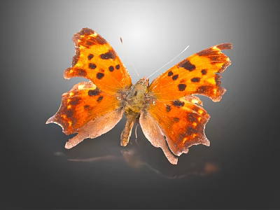 Orange Butterfly with Black Spots and Irregular Wing Edges on Dark Background 3d model