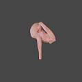 Detailed 3D Model Of Female Reproductive System With Uterus Ovaries And Fallopian Tubes