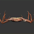 Red Crab With Long Legs And Detailed Texture On Dark Background With Reflection 3d model
