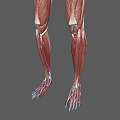 Detailed Human Muscle Organ Anatomy 3D Model Showing Full Body Structure