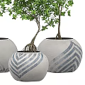 Lush Green Bonsai Plants with Slender Trunks in White Pots with Blue Patterns
