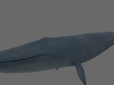 Blue Whale 3D Model With Large Body Smooth Skin On Gray Background 3d model