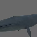 Blue Whale 3D Model With Large Body Smooth Skin On Gray Background
