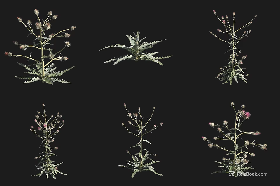 Various Types of Garden Shrubs With Different Leaf Structures And Flowering Branches 3d model 
