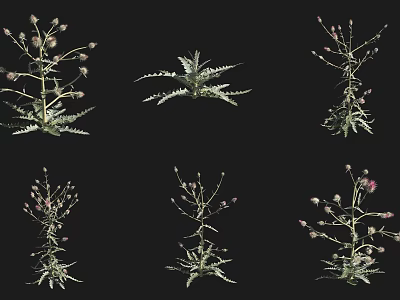 Various Types of Garden Shrubs With Different Leaf Structures And Flowering Branches 3d model