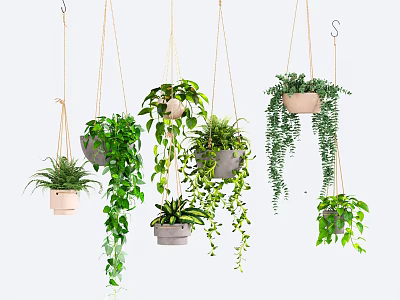 Various Hanging Indoor Plants With Lush Green Foliage And Decorative Planters 3d model