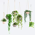 Various Hanging Indoor Plants With Lush Green Foliage And Decorative Planters