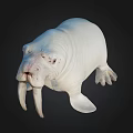 Realistic White Walrus With Long Tusks And Flippers On Black Background
