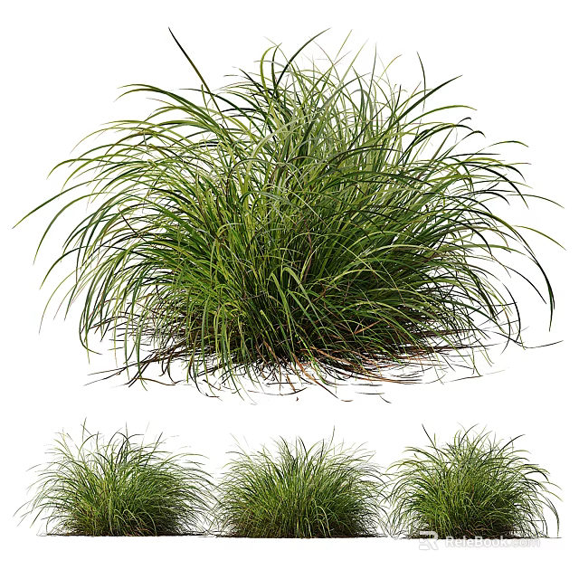 Lush Ornamental Clumping Grass With Slender Green Leaves In Multiple Clusters 3d model 