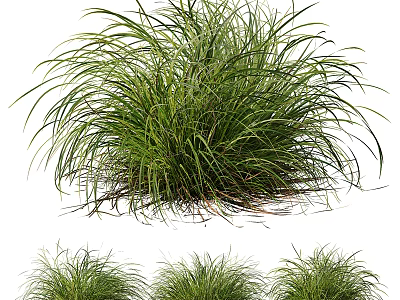 Lush Ornamental Clumping Grass With Slender Green Leaves In Multiple Clusters 3d model
