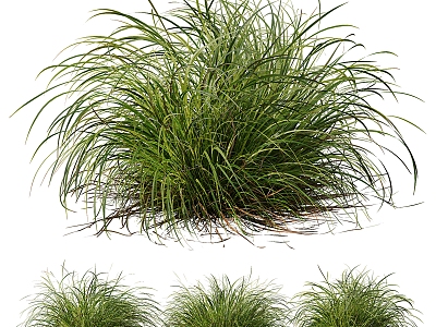 sedge plant model