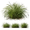 Lush Ornamental Clumping Grass With Slender Green Leaves In Multiple Clusters