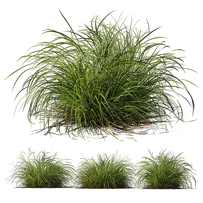 Lush Ornamental Clumping Grass With Slender Green Leaves In Multiple Clusters 3d model