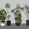 Indoor Potted Plants with Various Leaf Shapes and Different Ceramic Pots for Stylish Home Decor