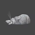 Fluffy Grey Cat Curled Up Sleeping Peacefully On Soft Surface