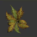 Colorful Feathery Fern Plant With Green And Orange Leaves On Dark Background With Reflection