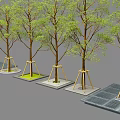 Green Leaf Trees Supported By Yellow Stakes On Square Concrete Bases On Gray Ground