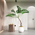 Modern Interior With Potted Monstera Plant Large Green Leaves In White Pot And Wooden Cabinet