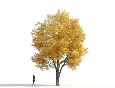 Autumn Deciduous Tree With Vibrant Yellow Leaves And A Walking Person Nearby 3d model