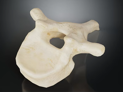 Detailed Anatomical Vertebra Model Showing White Bone Structure On Dark Background 3d model