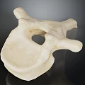 Detailed Anatomical Vertebra Model Showing White Bone Structure On Dark Background
