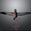 Pigeon with spread grey wings pink chest and red feet on black surface with reflection
