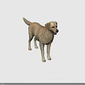 Golden Retriever 3D Model in Standing Pose with Light Yellow Fur and Gray Background