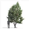 Evergreen Tree With Lush Foliage Dense Branches And Sturdy Trunk Structure 3d model