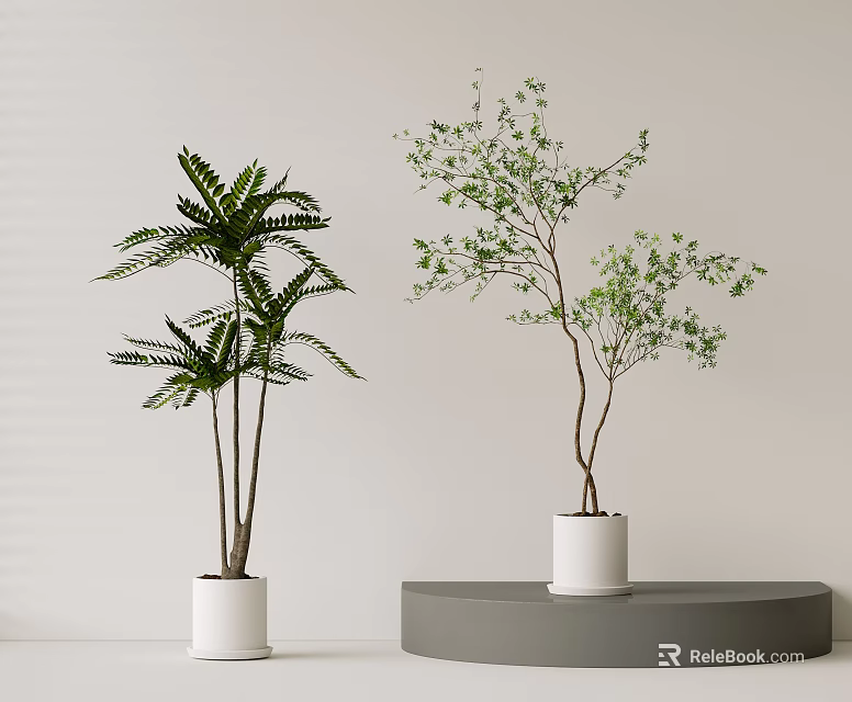 Indoor Decorative Potted Fern and Leafy Tree Bonsai Plants in White Pots on Gray Platform 3d model 