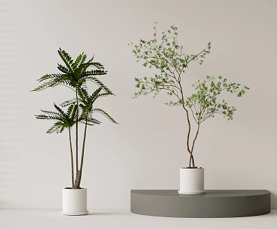 Indoor Decorative Potted Fern and Leafy Tree Bonsai Plants in White Pots on Gray Platform 3d model