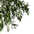 Clear Textured Glass Vase With Olive Branch Green Leaves And Olive Fruits For Home Decor