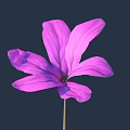 Vibrant Purple Flower With Delicate Petals On Single Stem Against Dark Background